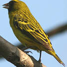 Serin d'Abyssinie