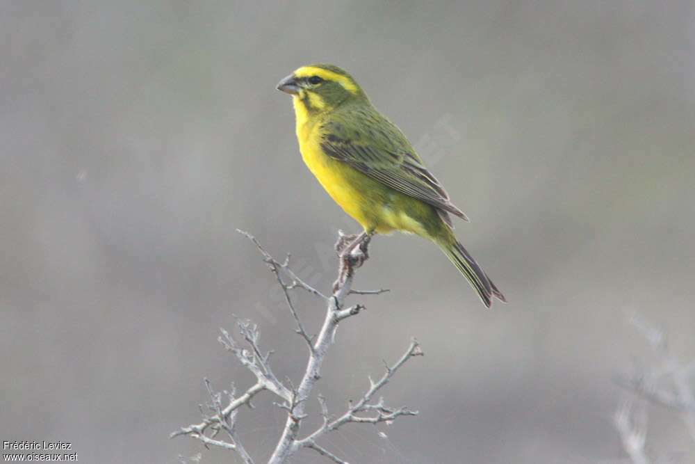 Yellow Canary male adult, identification