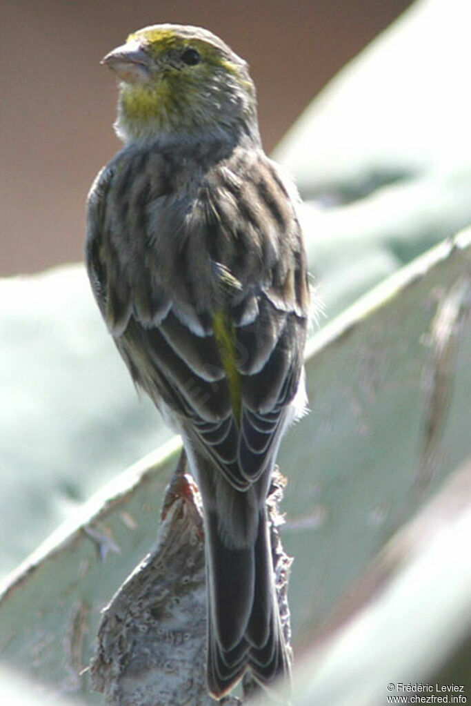 Serin des Canariesadulte