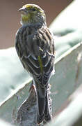 Atlantic Canary