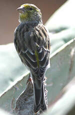 Serin des Canaries