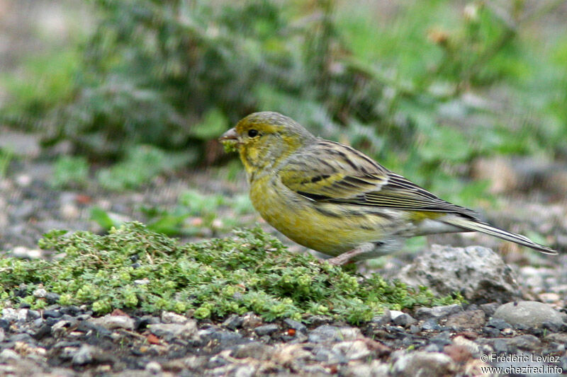 Serin des Canaries