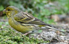 Atlantic Canary