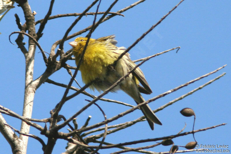 Serin des Canaries mâle adulte