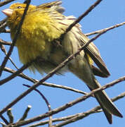 Serin des Canaries