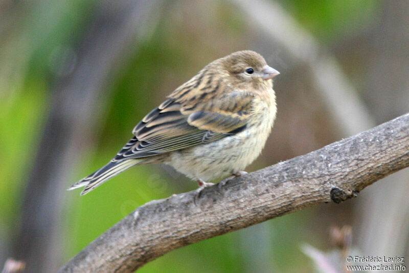 Atlantic Canaryjuvenile, identification