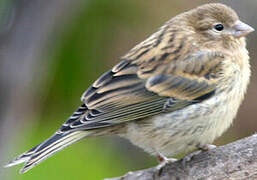 Serin des Canaries