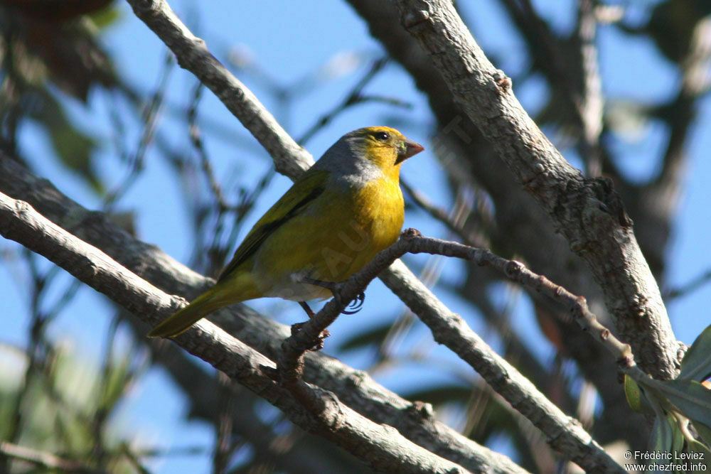 Serin du Capadulte, identification