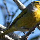 Serin du Cap