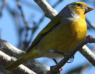 Serin du Cap