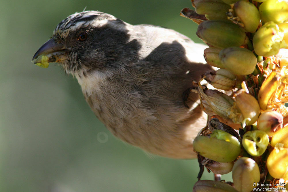 Serin grisadulte, identification