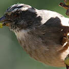 Serin gris