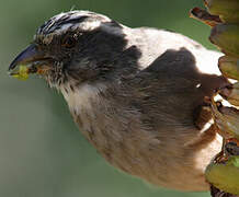 Streaky-headed Seedeater