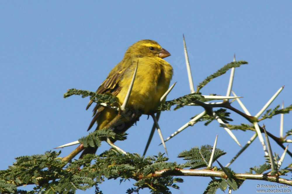 Serin soufré mâle adulte, identification