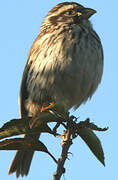 Streaky Seedeater