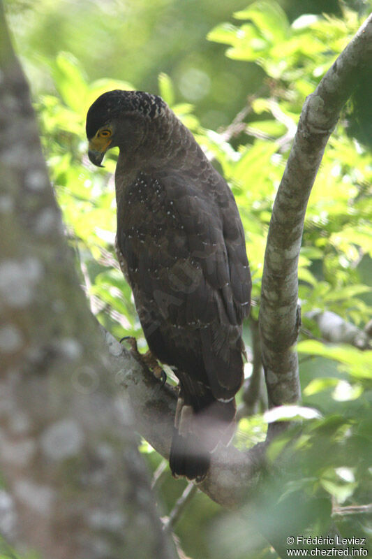 Crested Serpent Eagle, identification