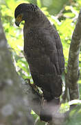 Crested Serpent Eagle