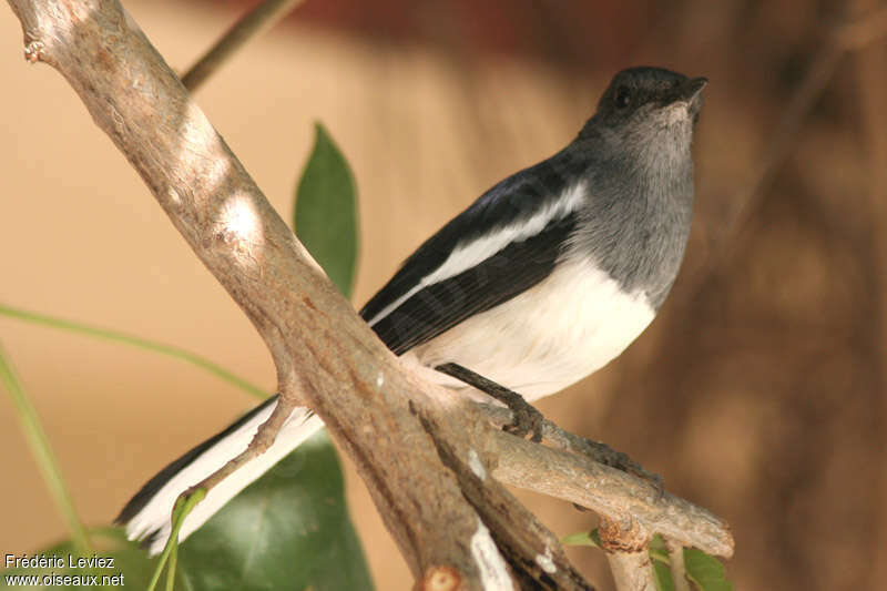 Oriental Magpie-Robin female adult, identification