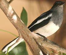 Oriental Magpie-Robin