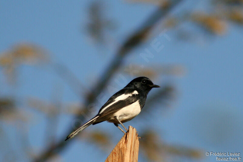Madagascan Magpie-Robin male adult