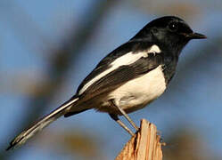 Madagascar Magpie-Robin