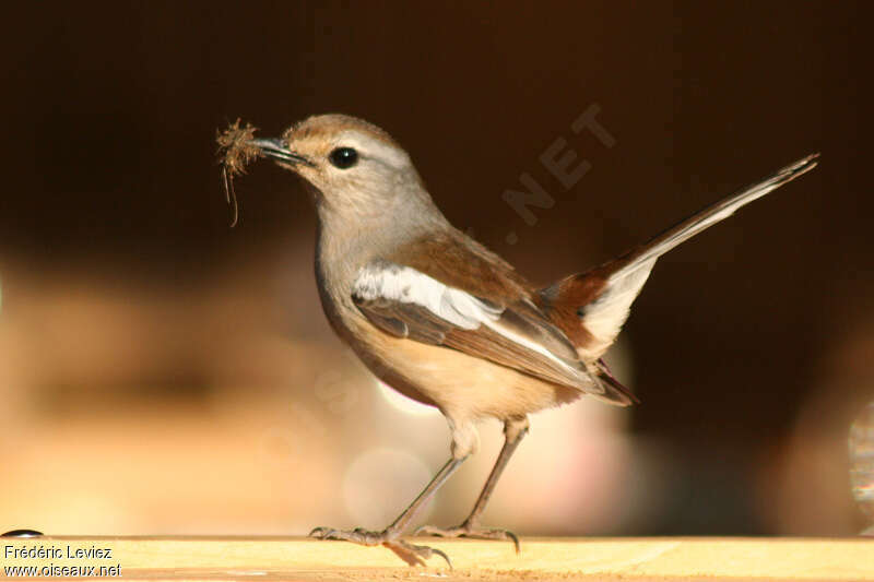 Madagascan Magpie-Robin female adult, feeding habits