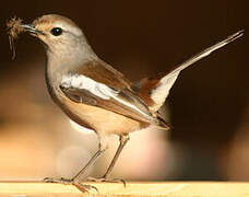 Madagascan Magpie-Robin