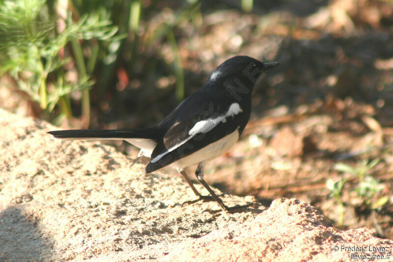 Madagascar Magpie-Robin male adult