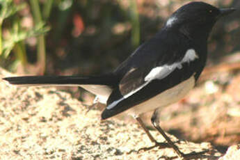 Shama de Madagascar