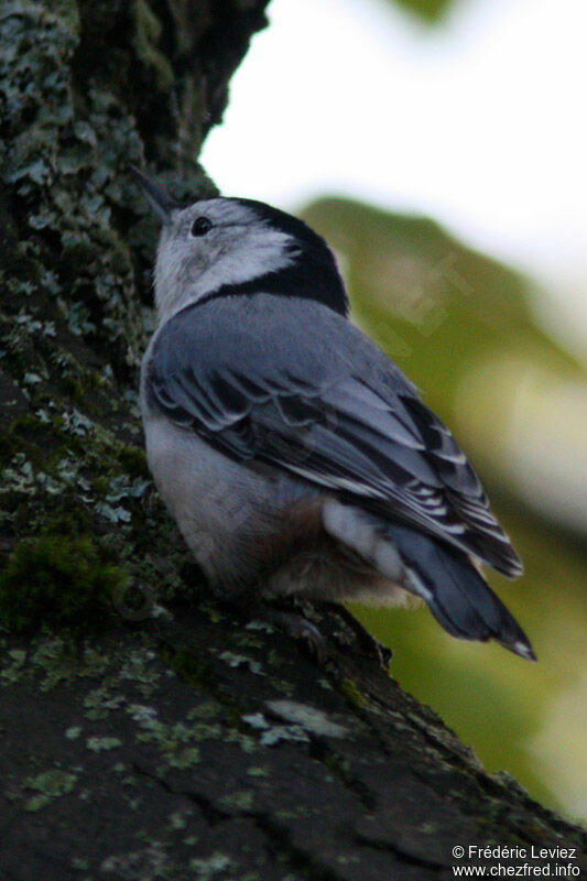 White-breasted Nuthatchadult, identification