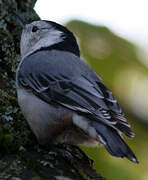 White-breasted Nuthatch