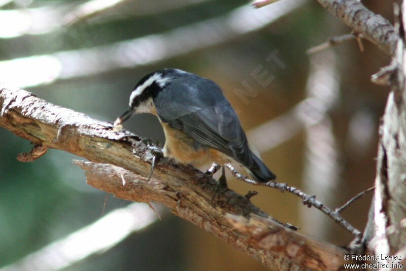 Red-breasted Nuthatchadult, identification