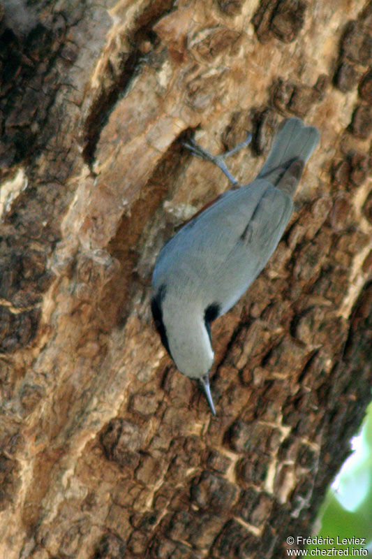 Sittelle à ventre marronadulte