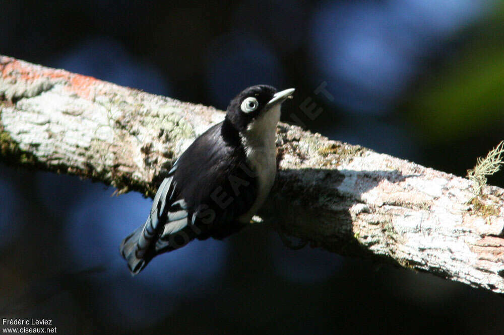 Sittelle bleueadulte, identification