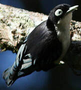 Blue Nuthatch