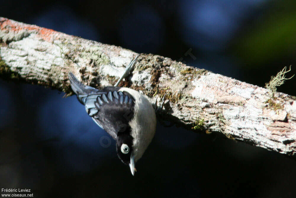 Blue Nuthatchadult, identification