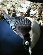 Blue Nuthatch