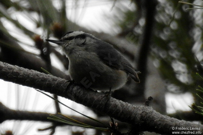 Corsican Nuthatchadult, identification, close-up portrait