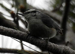 Corsican Nuthatch