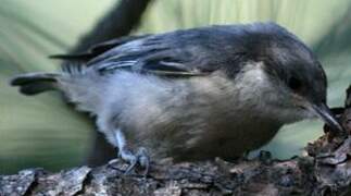 Pygmy Nuthatch