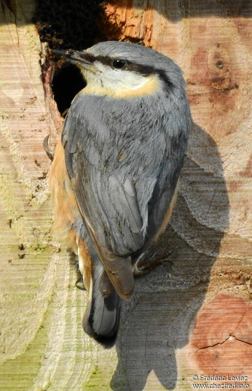 Sittelle torchepotadulte, identification, portrait, Nidification