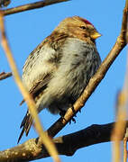 Common Redpoll