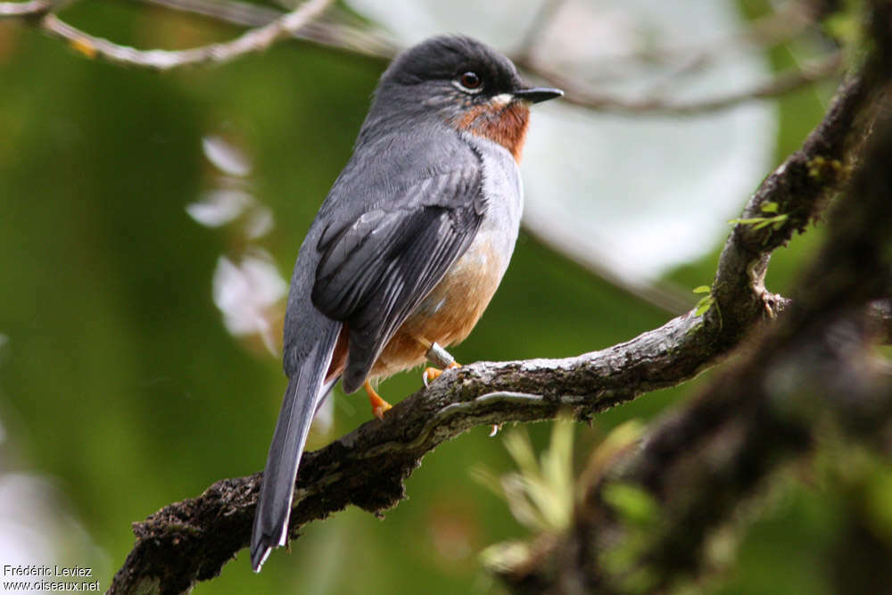 Rufous-throated Solitaireadult, identification