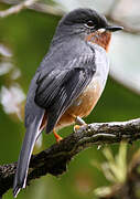 Rufous-throated Solitaire