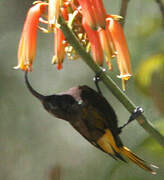 Golden-winged Sunbird