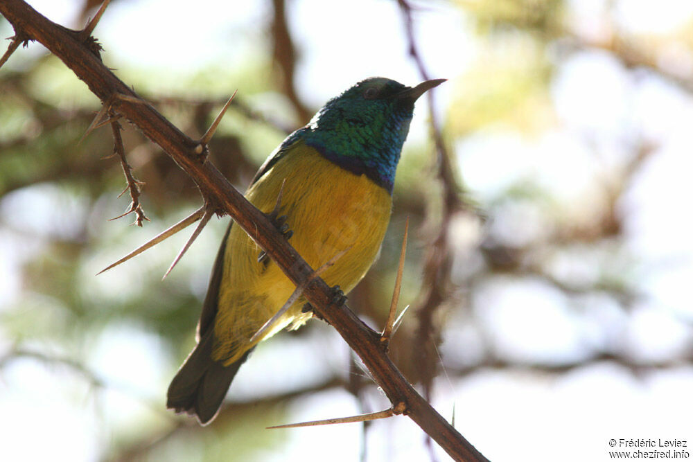 Collared Sunbird male adult, identification