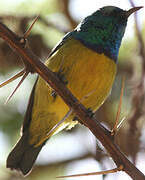 Collared Sunbird