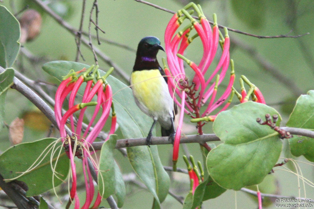 Purple-rumped Sunbird male adult, identification