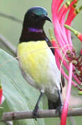 Purple-rumped Sunbird