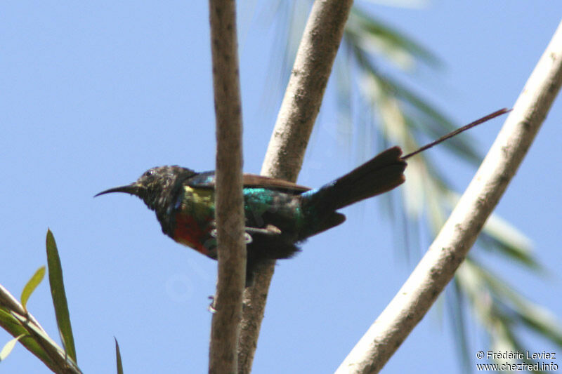 Beautiful Sunbird male adult breeding